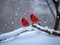 Two Cardinals together in the Snow