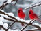 Two Cardinals together in the Snow