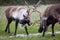 Two Caribous fighting in Alaska