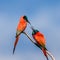 Two Carmine Bee-eaters are sitting on a branch against the blue sky. Africa. Uganda.