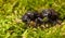 Two Carpenter Bee in moss front view