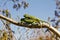 Two Carpet Chameleons (Furcifer lateralis)