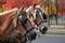 Two carriage horses in the autumn streets