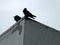 Two carrion crows perched on top of an urban building