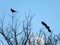 Two carrion crows in silhouette with one flying and one perched in branches against a blue spring sky