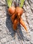 Two carrots Daucus carota joined together during their development fresh from the soil