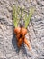 Two carrots Daucus carota joined together during their development fresh from the soil