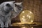 Two carthusian cats look curiously at a shimmering glass globe