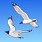 Two cartoon seagulls on a blue background. Sketch of the flying seagulls in the sky. Hand drawn vector illustration