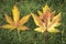 Two carved very similar yellow autumn leaves. On the left is a Liquidambar styraciflua leaf, on the right is a maple Acer sacchari