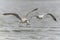 Two Caspian Gulls Larus cachinnans fighting in the air. Oder delta in Poland, europe.
