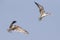 Two Caspian terns in blue sky