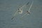 Two Caspian terns are fighting for the fish