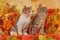 Two cats in autumn decoration