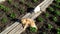 Two cats bask in the sun on wooden boards in the country