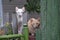 Two cats behind the fence