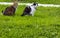 Two cats black-white and tabby sit together on a green grass