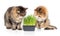 Two cats with cat grass, isolated.