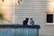 Two cats on a date sitting on the roof, cat love. animals are friends and walk together
