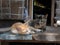 Two cats different colors, one is brown and white color, another one is black, sleeping on the wooden terrace of local Thai style