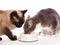 Two cats eating from same feeding bowl