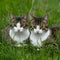 Two cats enjoy a peaceful moment together in the grass