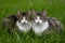 Two cats enjoy a peaceful moment together in the grass