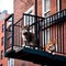 Two cats on a fire escape