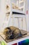 Two cats friends maine coon and calico breeds sitting below and above on top of chair looking through window in home