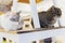 Two cats friends maine coon and calico breeds sitting below and above on top of chair looking through window in home