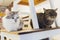 Two cats friends maine coon and calico breeds sitting below and above on top of chair looking through window in home