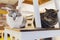 Two cats friends maine coon and calico breeds sitting below and above on top of chair looking through window in home