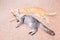 Two cats friendship orange and grey on the floor