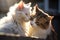 two cats grooming each others fur in sunlight