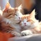 Two cats hugging each other. 2cats entwined in warm embrace, eyes closed in contentment on blurred background. Love