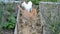 Two cats kissing. Red cat and white cat walking in the suburban area near the flower beds. Cute animals on the street. Video about