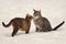 Two cats kissing on the snow