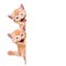 Two cats, laughing and waving