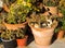 Two cats laying in the flower pot