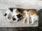 Two cats laying sleep on marble bench