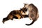 Two cats lick each other, isolate on white background