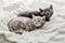 Two cats lie on white blanket look up. Playful kittens watch their eyes lying on soft bed. Thoroughbred cats resting. British gray