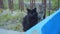 Two cats are looking at the camera, a black and striped gray cat is sitting nearby and looking at the camera