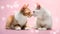 Two cats loving each other on a pink background