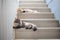 Two cats lying on the stairs.