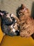 Two cats napping together in a yellow chair.