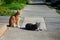 Two cats, one grey one, ginger red, friends sitting together on a footpath looking in the same direction.