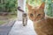 Two cats: orange cat looks at the camera at eye level, while the silhouette of a silver cat lurks behind it