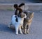 Two cats on the pavement with their tails crossed