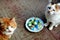 Two cats pets and Easter eggs on a plate top view background